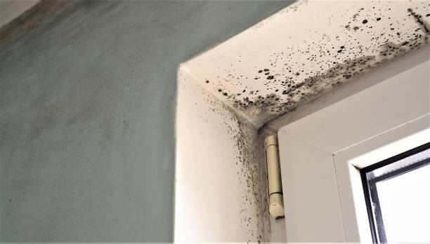 Best Mold Remediation for Healthcare Facilities  in Palm Beach Shores, FL