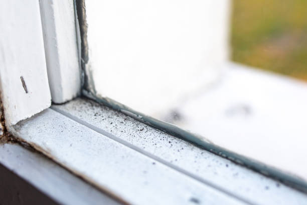 Best Water Damage & Mold Remediation  in Palm Beach Shores, FL