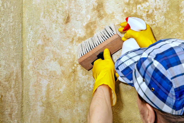Best Basement Mold Removal  in Palm Beach Shores, FL