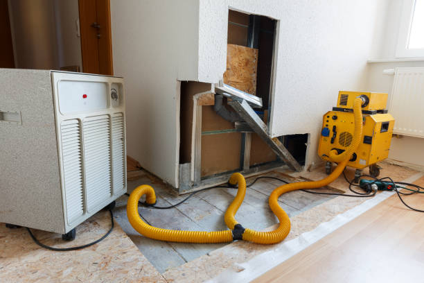 Best Black Mold Removal  in Palm Beach Shores, FL