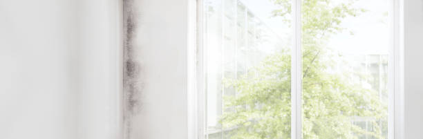Best Air Quality Testing for Mold Spores  in Palm Beach Shores, FL