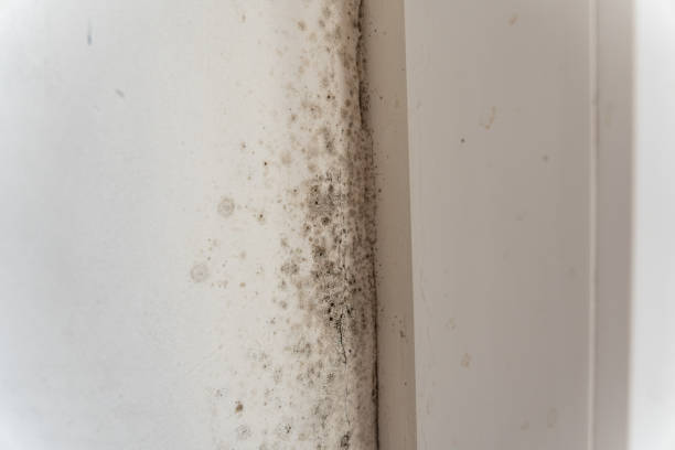 Palm Beach Shores, FL Mold Removal Company
